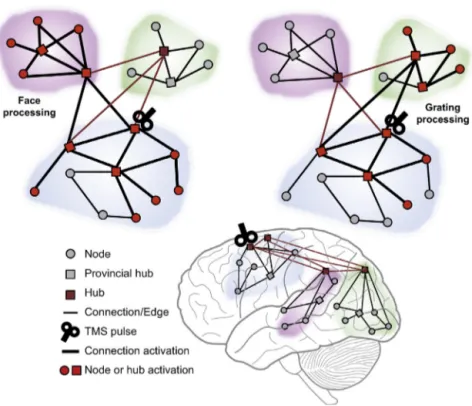 Fig. 3. Testing reveals connectivity during task execution. The ﬁgure illustrates the signal distribution in the brain schematically represented by three modules of nodes with long-range connections among them (as in Fig