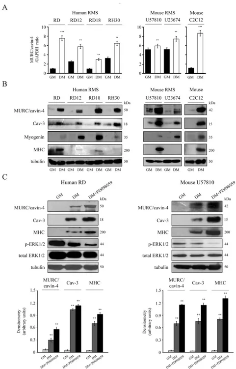 Fig 4. In vitro expression of MURC/cavin-4 and Cav-3 in RMS cultures. In vitro analysis of MURC/cavin-4 expression was conducted using human cell lines (embryonal RD, RD12, RD18 and alveolar RH30) and primary mouse tumor cultures (embryonal U57810 and alve