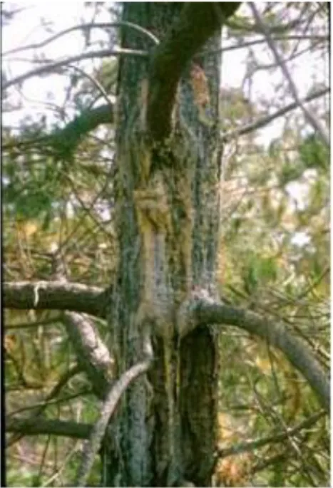 Figure 3:   Branch  dieback  due  to  Pitch  Canker  (by  courtesy of T.R. Gordon) 