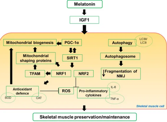 Figure 2. Scheme representation of proposal pathways regulated by melatonin in skeletal muscle