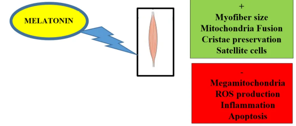 Figure 1. Scheme illustrating improvement (+/ in green) and block (−/ in red) of mitochondrial or  muscular events induced by dietary melatonin in aged or damaged skeletal muscle