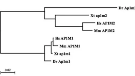 Fig. 2. Unrooted phylogenetic tree of verte- verte-brate m1 adaptins. The tree was generated as described in Experimental Procedures section