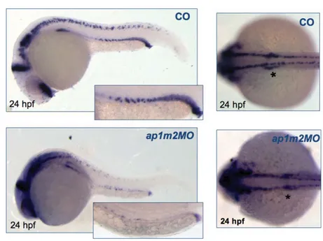 Fig. 7. pax2a staining in control and ap1m2MO embryos. Expression of pax2a in morphants is severley reduced compared to controls at 24 hpf especially in the region of pronephric ducts (*)