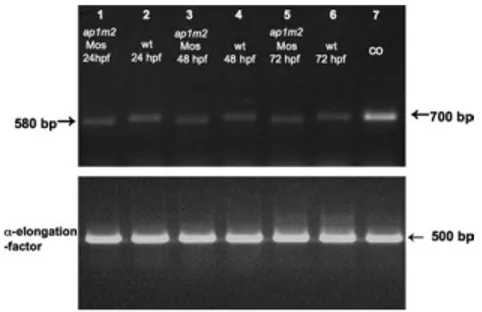 Fig. 10. ap1m2 expression in wild type and morphants embryos. Splice-inhibiting  morpho-lino was designed to exclude exon 3