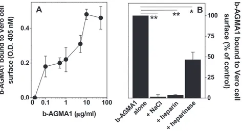 Fig. 5. HSPGs contribute to AGMA1 binding to Vero cells. Vero cells were incubated with increasing concentrations of b-AGMA1 alone (panel A) or subjected to the following treatments in the presence of b-AGMA1 at a ﬁxed concentration (0.1 m g/ml) (panel B):