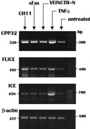 Fig. 4. CPP32 and FLICE expression in Jurkat cells, in response to treatment with sFas and with VEINCTR–N