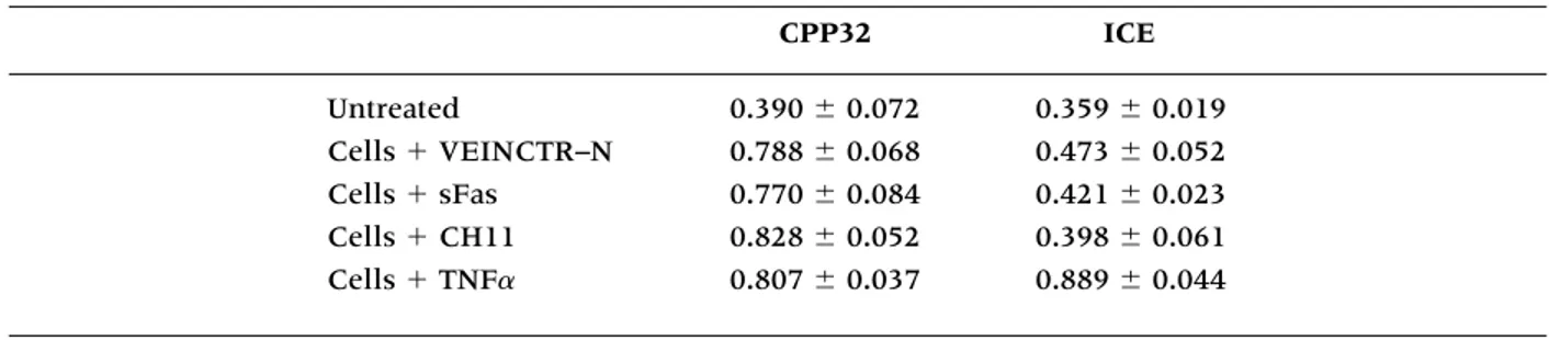 Table 2. Absorbance in optical density (O.D.) values at 405 nm of the enzymatic activity of cleaved isoforms of both caspase 3 and 1 in Jurkat cells.