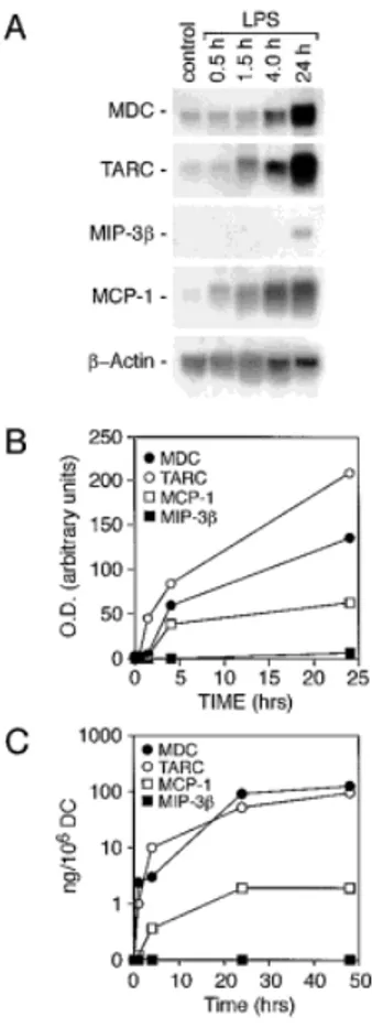 Fig. 1. Up-regulation of MDC, TARC, MIP-3 g and MCP-1 in