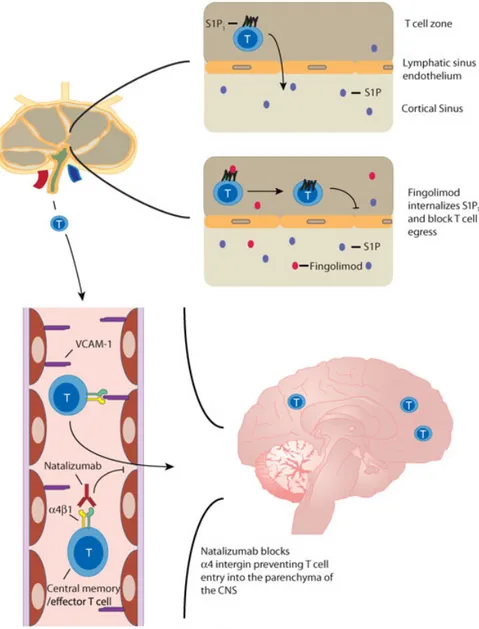Figure 1. In MS patients, na¨ıve T cells are