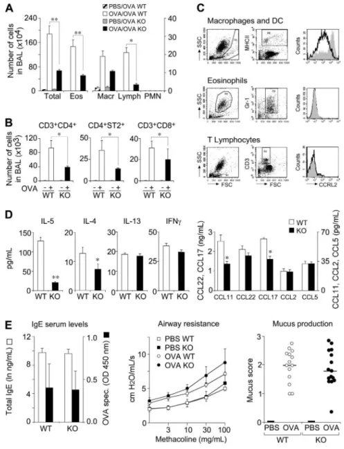 Figure 3. Role of CCRL2 in OVA-induced airway inflammation. WT and CCRL2 ⫺/⫺ mice were sensitized and challenged with OVA by aerosol