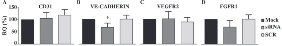 Figure 5. Silencing of PANK2 decreases VE-CADHERIN expression in human umbilical vascular endothelial cells
