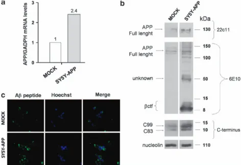 Figure 1 Characterization of SY5Y-APP clone. mRNA and protein extracts were obtained from Mock cells and SY5Y-APP clone