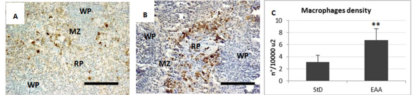 Figure 3. Representative pictures of anti-macrophage IHC in spleen of StD-fed (A) and EAA-fed mice (B)