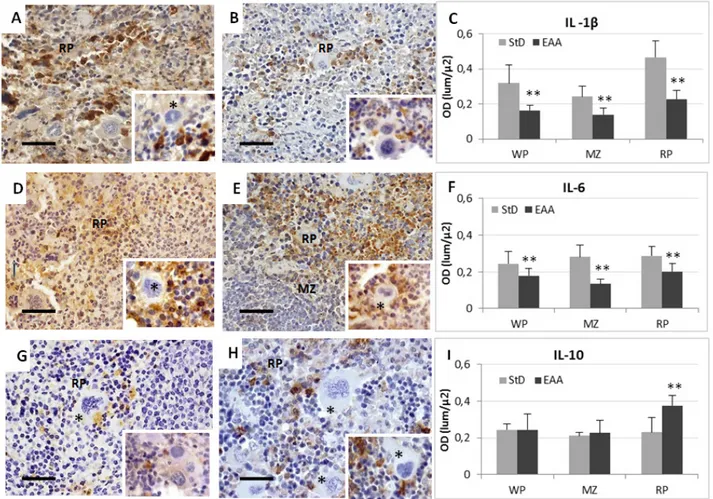 Figure 4. Representative pictures of immunostaining for anti-IL-1β, -IL-6 and IL-10 in spleen from StD-fed (respectively A, D, G) and EAA-fed mice 