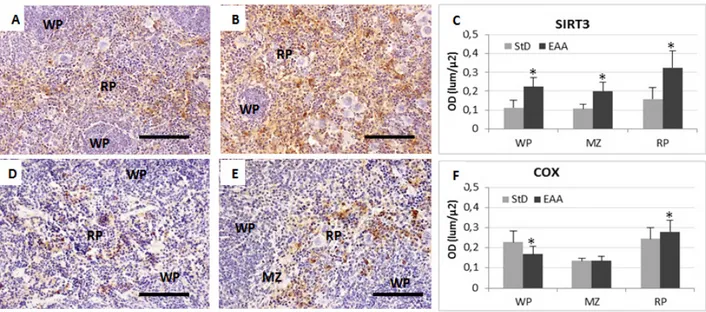 Figure 7. Representative pictures of IHC for anti-SIRT3 (A-B) and COX (D-E) in spleen from StD-fed (A and D) and EAA-fed (B and E) mice