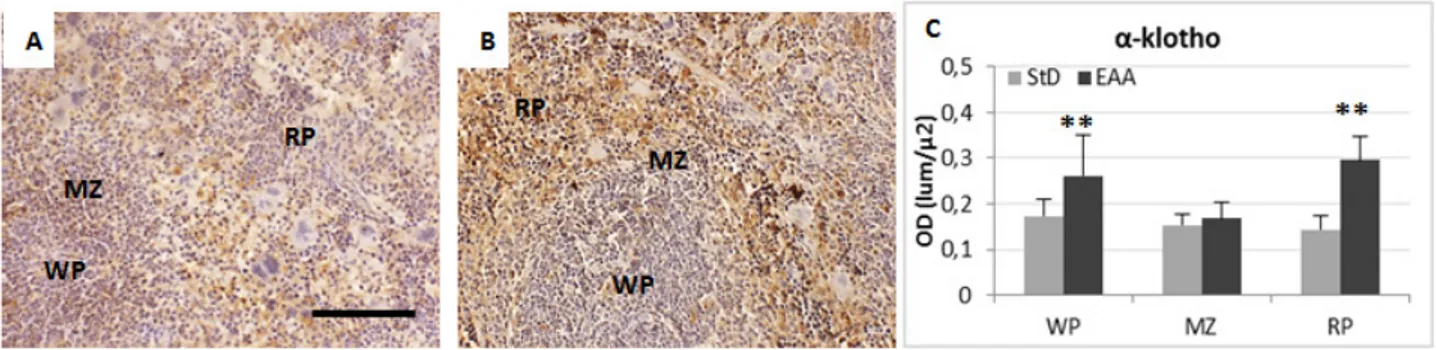 Figure 8. Representative pictures of anti-Klotho IHC in spleen of StD-fed (A) and EAA-fed mice (B)