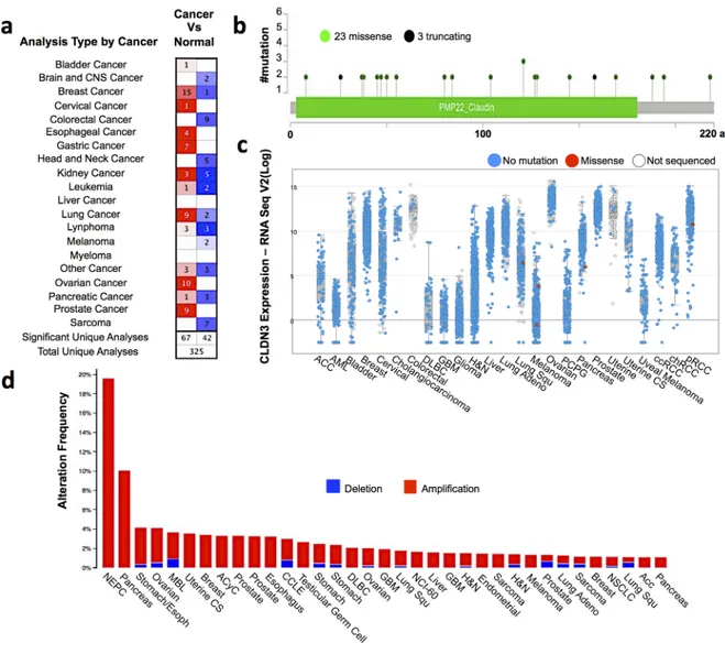Figure 1: Claudin3 is altered in tumors.  (a) The comparison indicated the number of datasets with claudin3 mRNA overexpression  (left column, red) and under expression (right column, blue) in cancer versus normal tissue