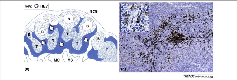 Figure 1. Localization and detection of PDCs in human lymph nodes. (a) PDCs localize in lymph node compartments (filled blue) typically located in areas surrounding B follicles (B) in the cortex and T nodules (T) in the paracortex