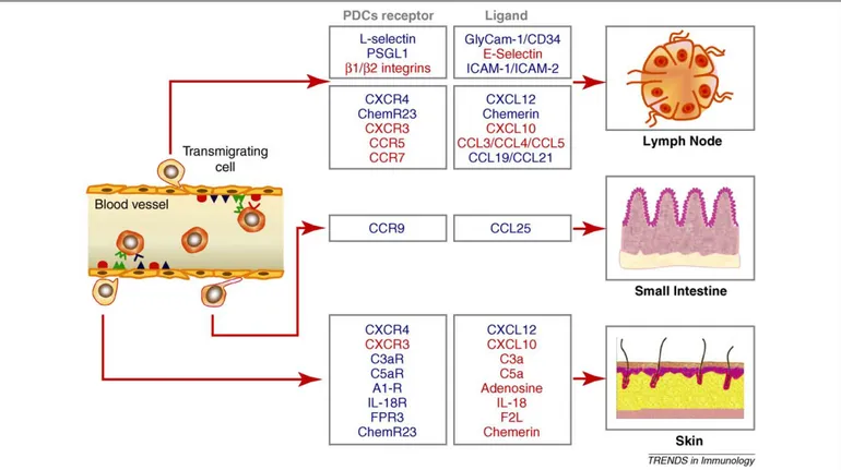 Figure 2. Trafficking properties of circulating PDCs. Blood PDCs constitutively express high levels of L-selectin, CXCR4 and ChemR23