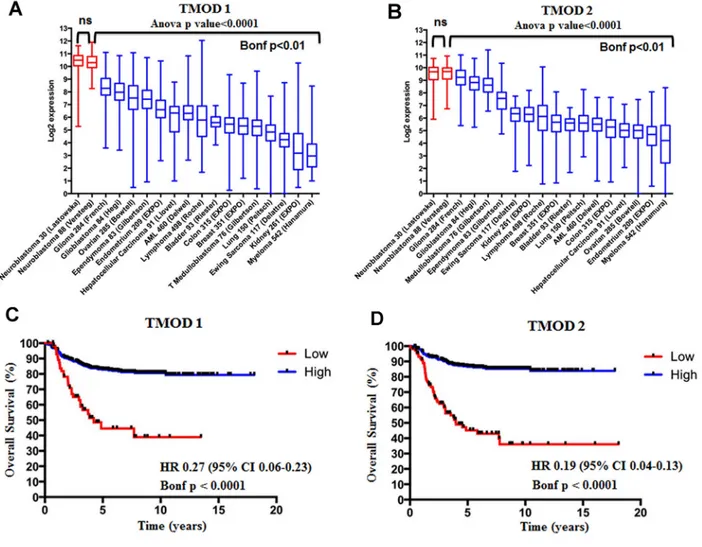 Figure 1: TMOD1 and TMOD2 genes are more expressed in neuroblastoma than in other tumors types and their  high expression levels correlate with a good overall survival