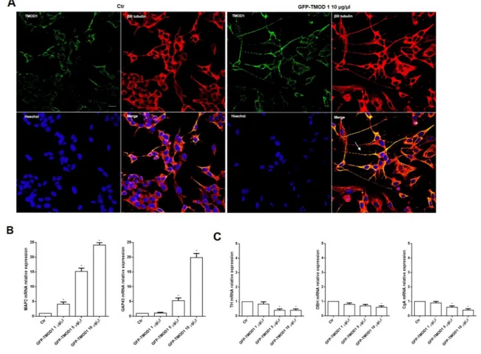 Figure 5: TMOD1 knockin induces in neuroblastoma cells a neuron-like differentiated profile