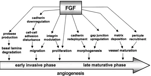 Fig. 1. Schematic representation of the events triggered by FGFs in endothelial cells that contribute to the acquisition of the angiogenic phenotype in vitro and to neovascularization in vivo.