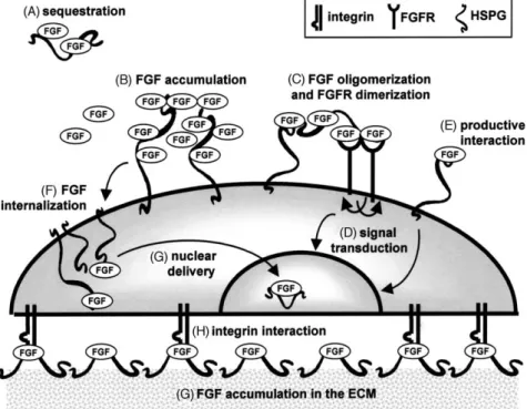 Fig. 3. Biological consequences of FGF/HSPG interaction. (A) FGF bound to free heparin/HSPGs is sequestered in the extracellular environment