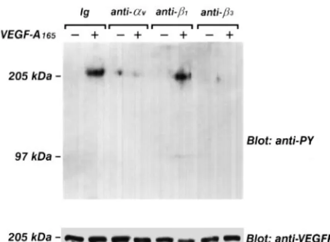 Fig. 4. Densitometric analysis of the inhibitory effect of BV4 mAb