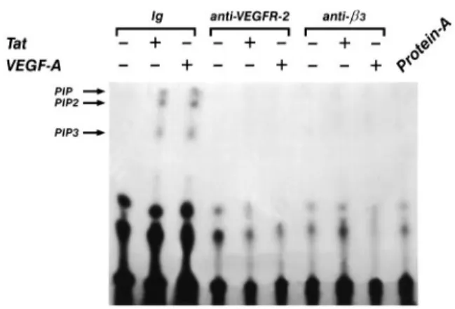 Fig. 7. Inhibitory effect of BV4 anti- β3 mAb and anti-VEGFR-2 Ab