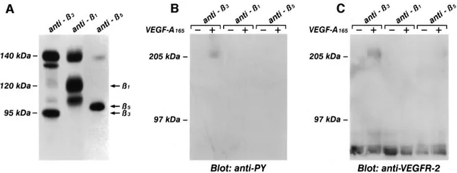 Fig. 11. Phosphorylated VEGFR-2 becomes associated with β3, but not with β1 and β5 integrin subunits