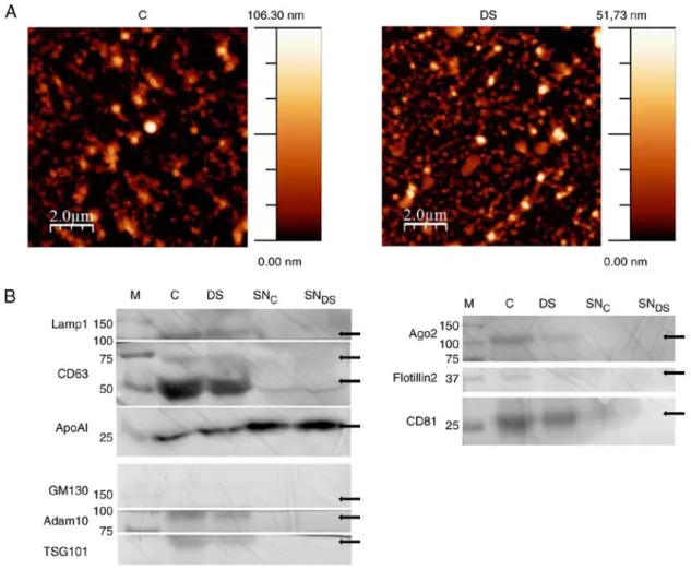 Figure 1. NEF characterization by AFM and western blotting. (A) Morphological analysis by AFM of c and dS NEF preparations