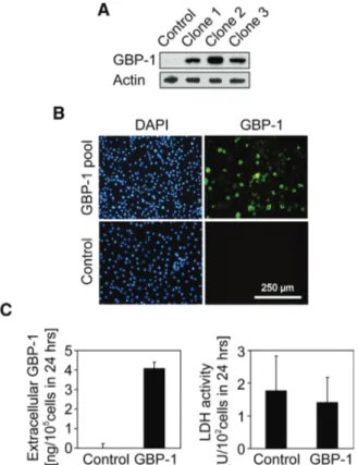Fig. 2 Detection of GBP-1 expression and secretion in stably transfected