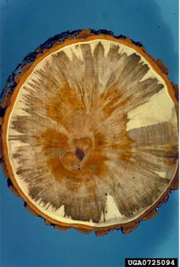 Figure 6: Stem of Acer saccharum showing sap streak symptoms due to Davidsoniella virescens (courtesy of John Gibbs, Forestry Commission, Bugwood.org, available online: https:// www.forestryimages.org/browse/detail.cfm?imgnum=0725094 )