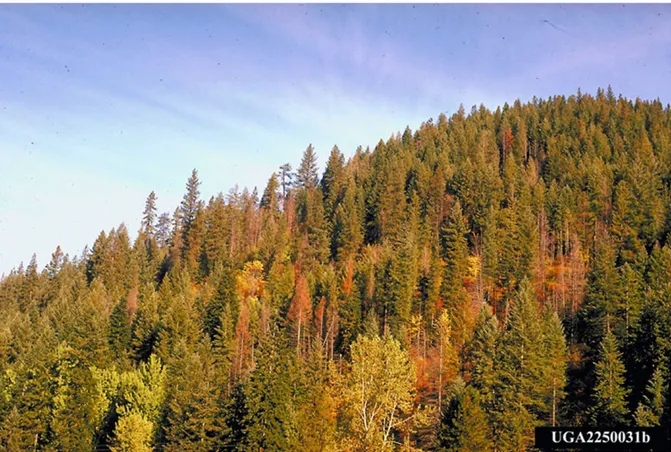 Figure 4: Mortality centre due to Coniferiporia sulphurascens/weirii in the USA (photo by Robert L