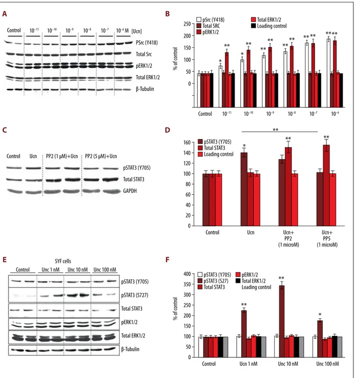 Figure 7.   ERK1/2 and Src activate STAT3 through phosphorylation of distinct residues