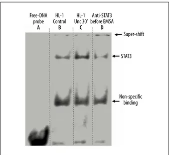 Figure 3.   Electrophoretic mobility shift assay (EMSA) and super- super-shift assay of STAT3 of 5 μg nuclear extract of each  sample