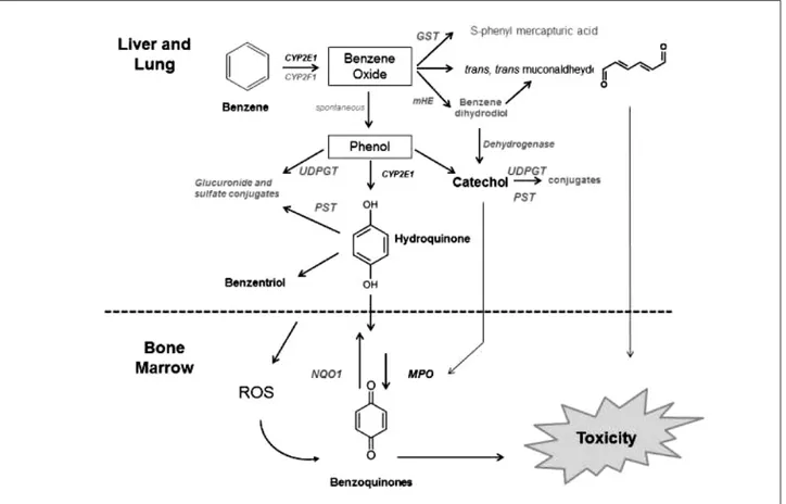 Figura 1. Principali vie metaboliche coinvolte nella tossicità/cancerogenicità del benzene