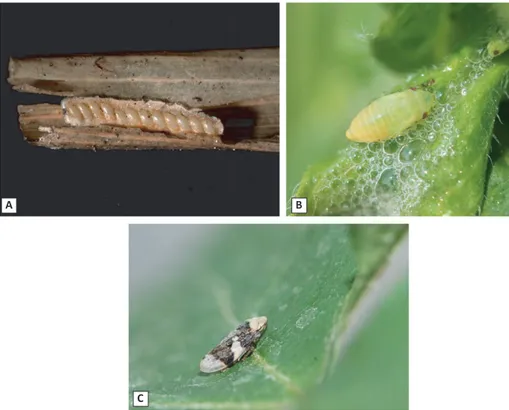 Figure 7: Philaenus spumarius at different life stages in Italy (A) Egg mass, (B) Nymph, (C) adult (pictures: courtesy of Vincenzo Cavalieri and Nicola Bodino, IPSP-CNR)