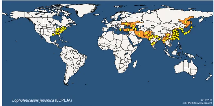 Figure 1: Global distribution map for Lopholeucaspis japonica (extracted from the EPPO Global Database updated by EPPO on 19 June 2018 and accessed on 20 July 2018