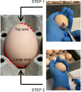 Figure 1. Handling of eggs: (a) manipulation of the egg to suck the albumen; (b) opening of the shell, 