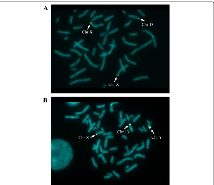 Fig. 3 FISH analysis of the proband (a) and of the father (b) with a probe for the subtelomeric region of chromosome X