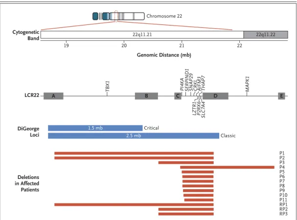 Figure 1. Genomic Organization of Chromosome 22q11.2 and the Deletions Associated with Kidney and Urinary  Tract Malformations Identified in This Study.