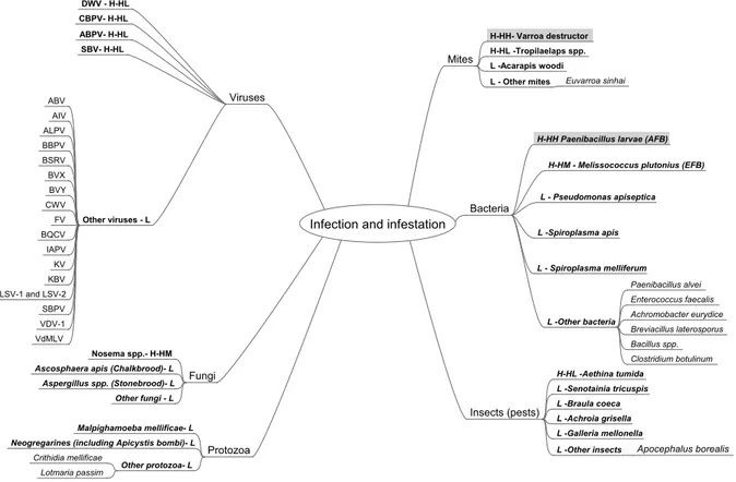 Figure 9: Mind map of infection or infestation – identiﬁed indicators and corresponding scores