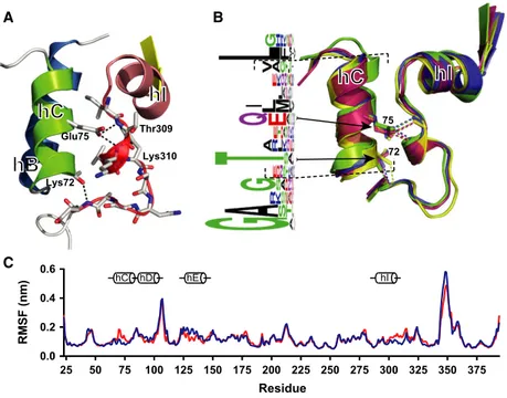 Fig. 7. Structural characterization of the E75V mutation. (A) Structural detail of the vicinity of the E75 residue, with helix B in blue, helix C in green, helix I in pink and the posthelix I loop in transparent red, showing the polar interactions mediated
