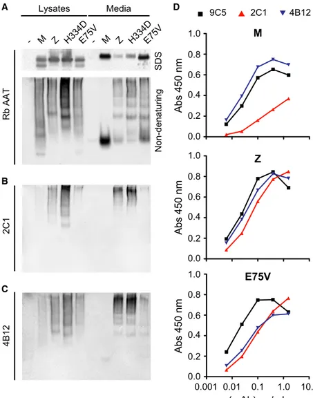 Fig. 4. Polymers of Trento AAT are differentially recognized by  conformation-specific mAb