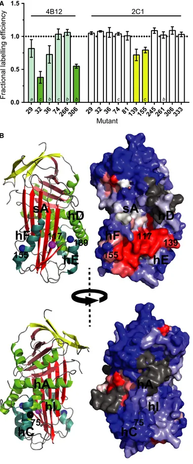Fig. 5. Localization of the mAb 2C1 epitope. (A) Single-cysteine mutants (0.1 mg mL 1 final concentration) in the presence and absence of a 0.5 : 1 molar ratio of mAbs 4B12 (cyan/green) or 2C1 (white/blue) were incubated with the CPM dye