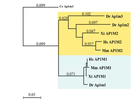 Fig. 1. Phylogenetic tree of vertebrate m-1 adaptins. Unrooted tree showing the phylogenetic analysis for human (Hs), mouse (Mm), Xenopus (Xt), and zebrafish (Dr) m1-adaptin subunits