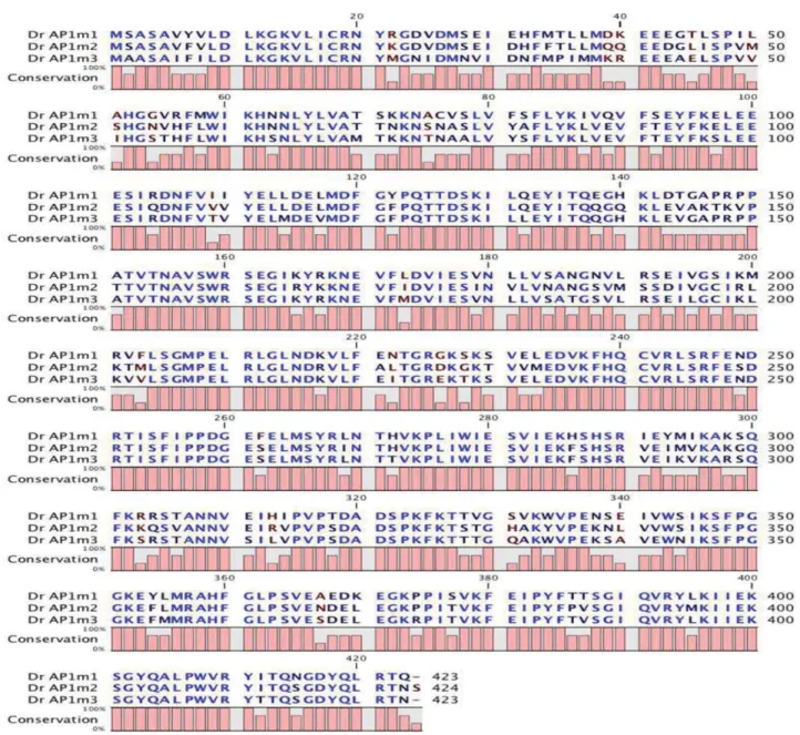 Fig. 2. Sequence alignment of the three zebrafish m1-adaptins. Multiple alignment of amino acid sequences of zebrafish adaptins: Dr Ap1m1 (m1A), Dr Ap1m2 (m1B), Dr Ap1m3 (m1C) performed using the ClustalW algorithm