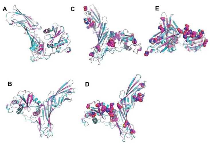 Fig. 3. Comparison of zebrafish m1-adaptin structures. Overlay of zf m1A (gray), m1B (cyan), and m1C (pink) structures, which are modelled on mamma- mamma-lian m1A (Swiss modeler)