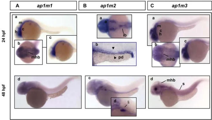 Fig. 4. Expression analysis of zebrafish m1 adaptins by WISH at 24 and 48 hpf. A: ap1m1 is expressed in defined brain regions at 24 hpf (a,b c) and 48 hpf (d)